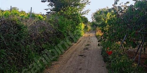 IMG_6182 1 nolu görsel: Kirazlı'daki deniz manzaralı kiraz bahçesinin ana yolu